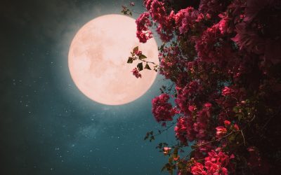 A Rose-Colored Moon